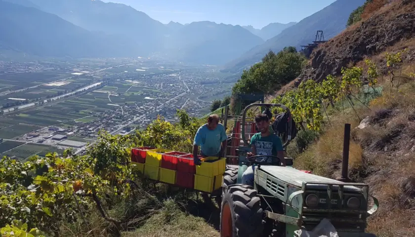 Vendange au domaine de Beudon. Un tracteur vert transporte des caisses de raisins, avec un paysage de vallée et de montagnes en arrière-plan.