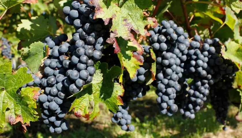Grappes de raisin merlot mûres sur la vigne, évoquant l'origine de ce vin rouge apprécié.