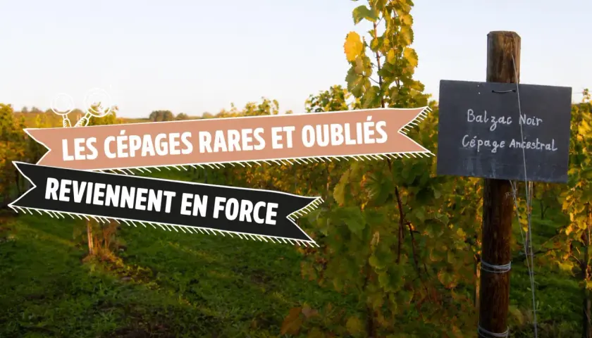 Vigne avec pancarte "Balzac Noir, Cépage Ancestral". Les cépages rares et oubliés reviennent en force.