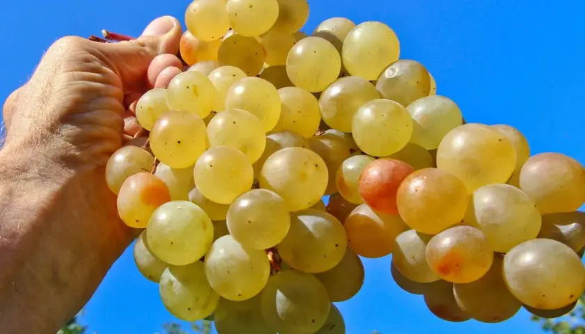 Une main tient une grappe de raisins blancs, certains rosés. Peut-on faire du vin rouge avec du raisin blanc ? La réponse est non, mais ces raisins sont parfaits pour un vin blanc fruité.