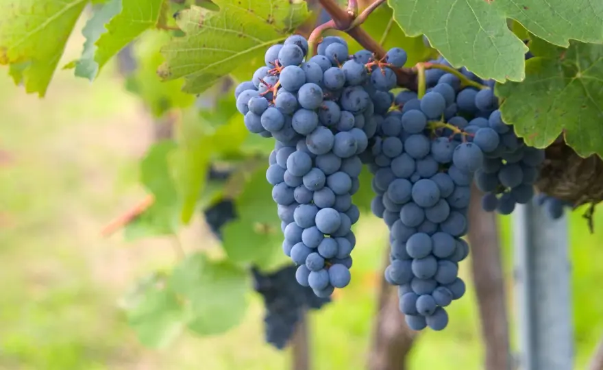 Gamay - Le guide complet pour comprendre et choisir ce cépage