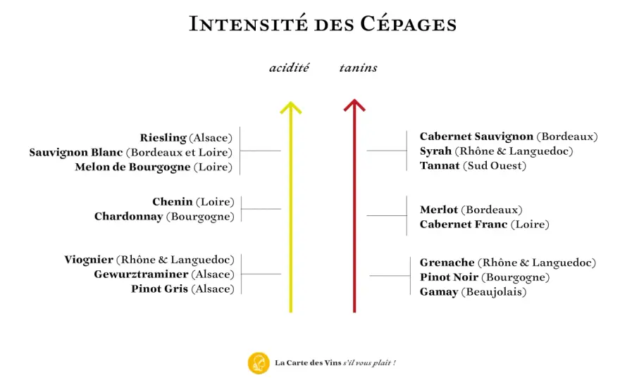 Cépages Bourgogne - Comprendre le vin en 3 étapes