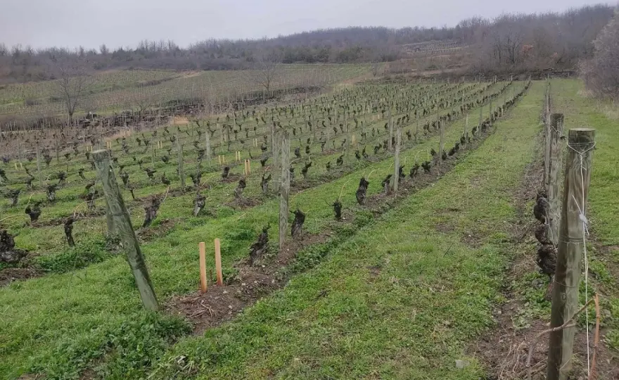 Accords mets et vins Henri Chauvet - Le guide parfait