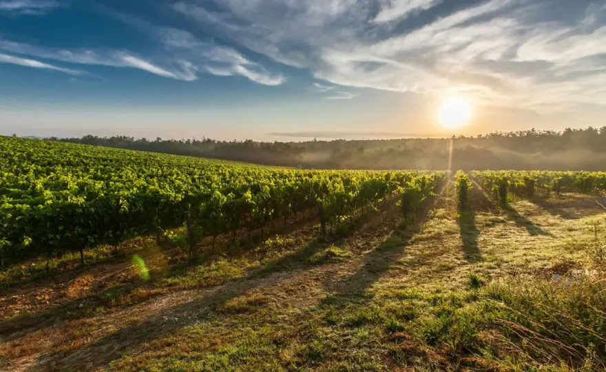 Mas Haut-Buis - Vins du Larzac : Précision et Terroir