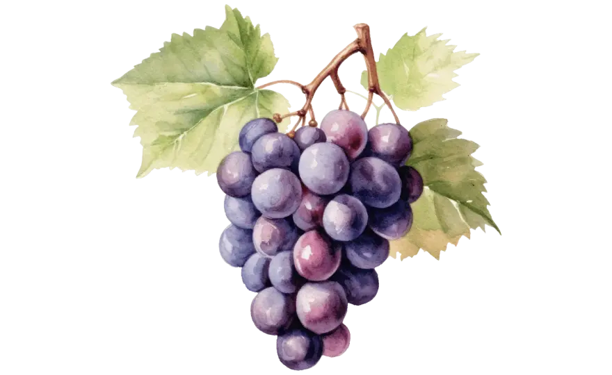 Pinot Noir - Rouge ou pas ? Décryptez ce cépage emblématique