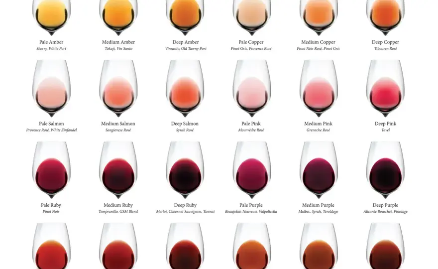 Robe du Pinot Noir - Comprenez sa couleur, du rubis au grenat