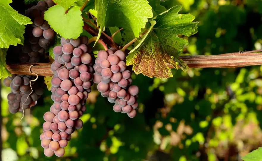 Pinot Blanc vs Pinot Gris - Lequel choisir et pourquoi ?