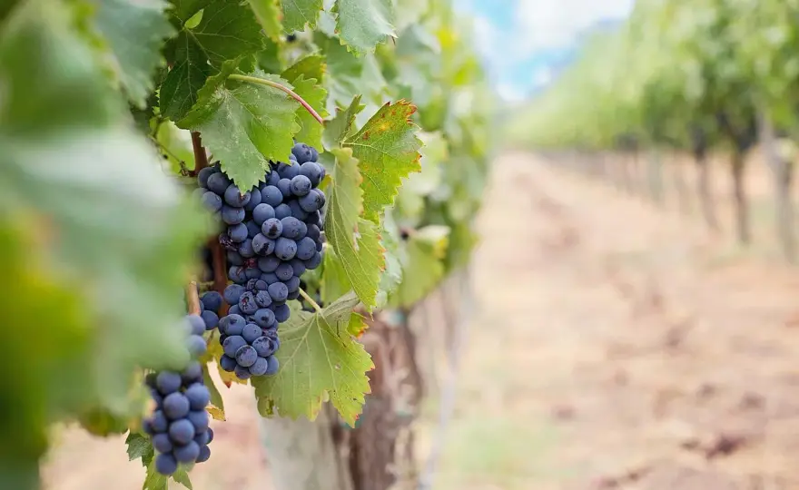 Mourvèdre - Le guide complet d'un cépage de caractère