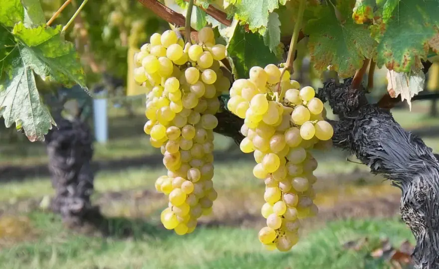 Muscat blanc - Sec ou doux? Choisissez le bon vin!