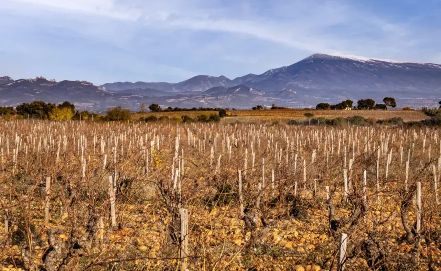 Clos du Calvaire - Châteauneuf-du-Pape : Comprendre le terroir