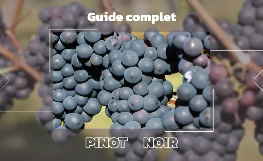 Pinot Noir: Le guide complet du cépage élégant