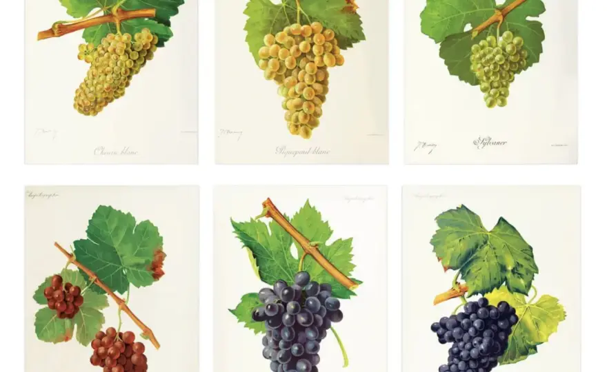 Cépages en France - La vraie diversité du vin français
