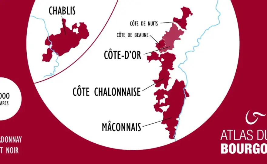 Blancs de Bourgogne - Le guide pour bien choisir votre vin