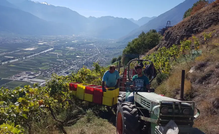 Beudon - L'âme du vin de montagne en Valais
