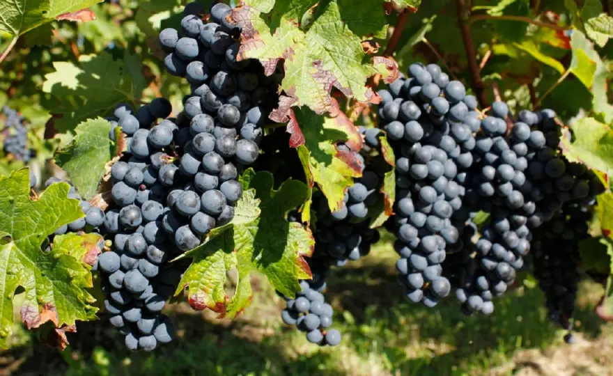 Merlot - Au-delà du cépage facile : histoire et terroirs