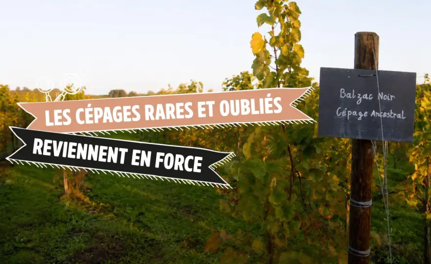 Vieux cépages oubliés - Le guide pour les redécouvrir