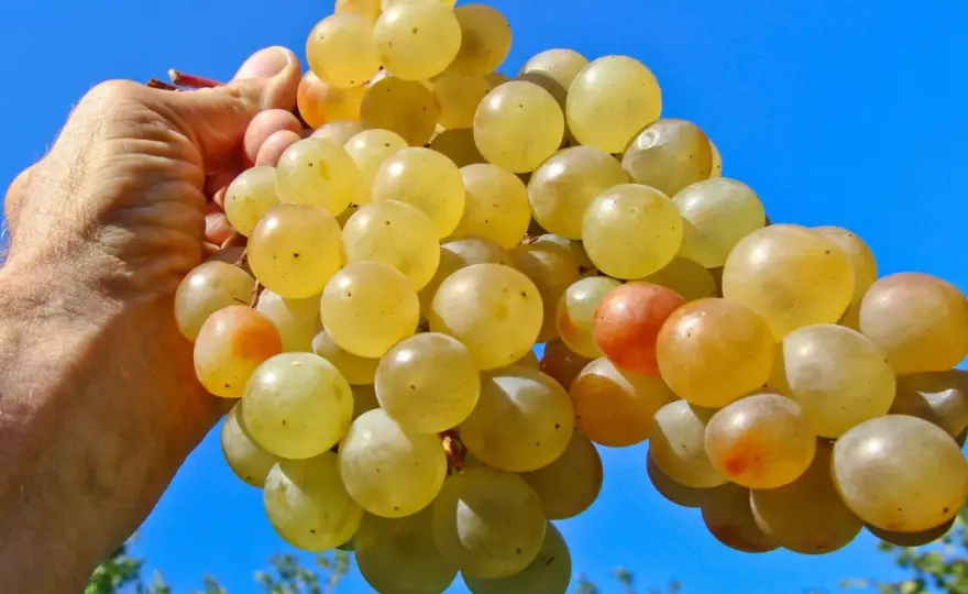 Vin rouge avec raisin blanc - Mythe ou réalité ?