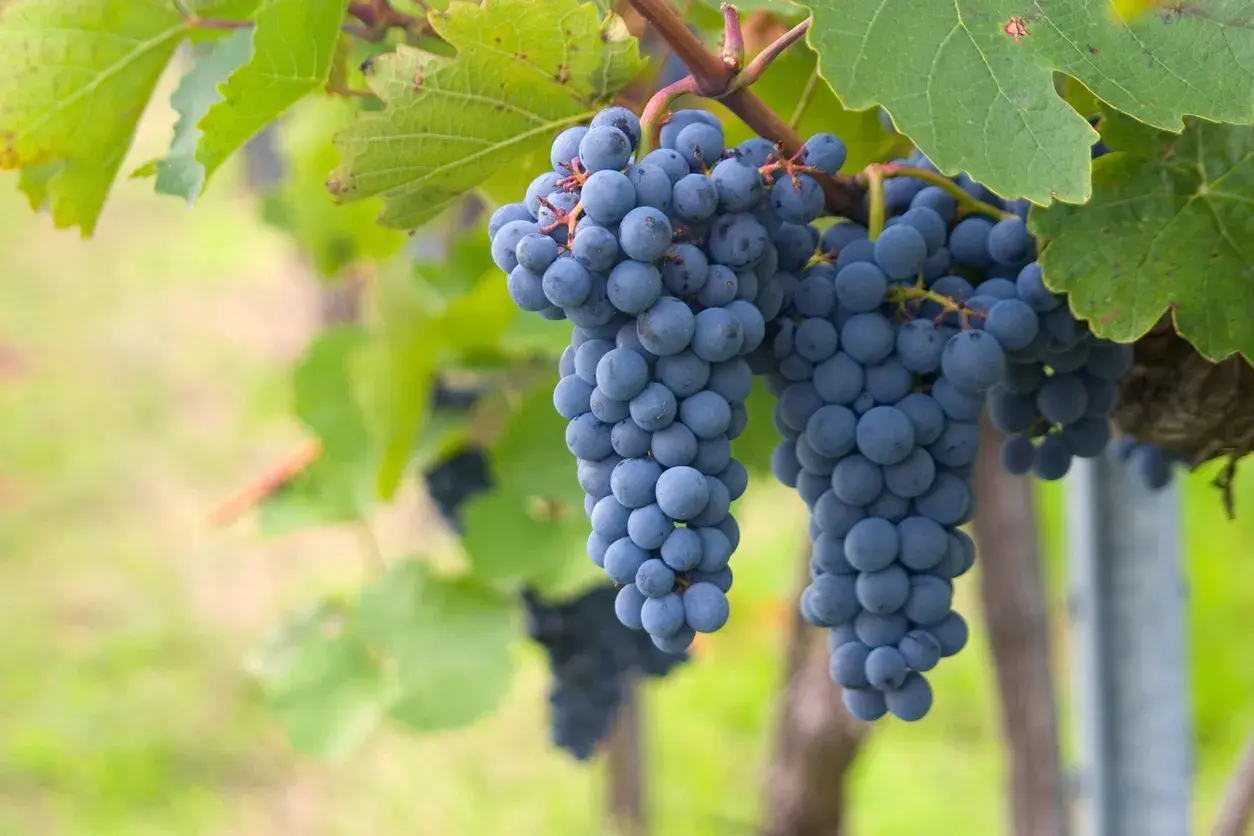 Grappes de cépage gamay mûres et bleutées pendant au soleil, prêtes à être récoltées pour un vin fruité.