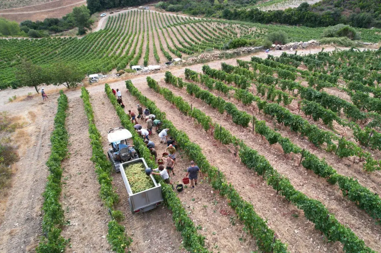 Vendanges au domaine Leccia : des vignerons récoltent le raisin à la main, une équipe charge le tracteur.