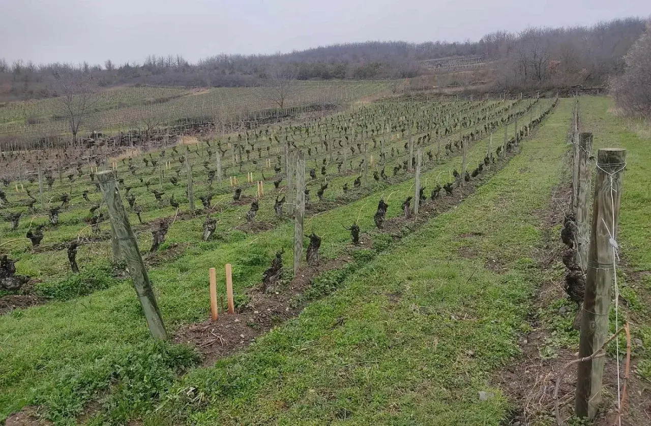 Vignoble en rangées, avec des vignes taillées et des piquets en bois sous un ciel couvert.
