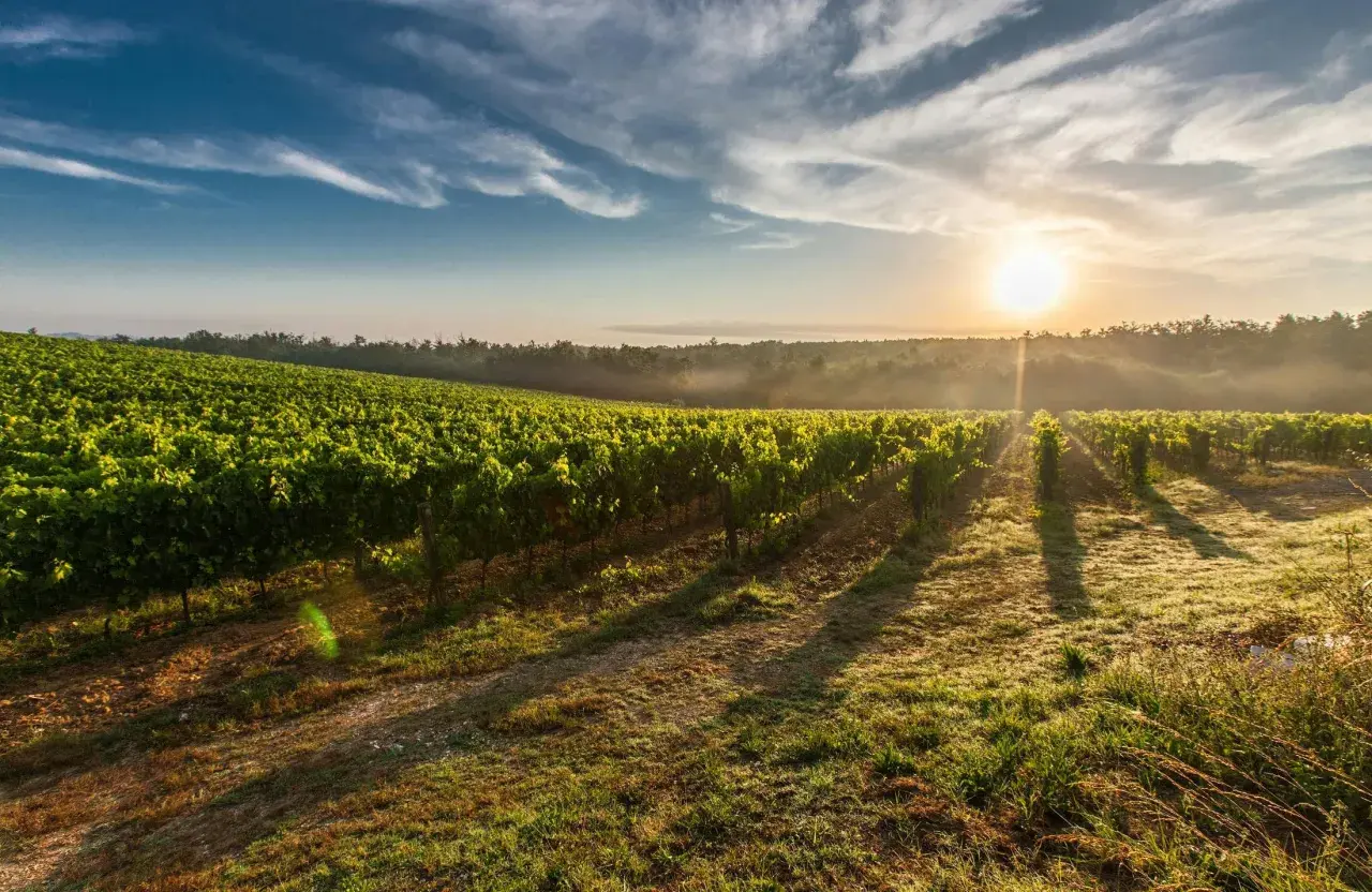 Vignes verdoyantes sous un soleil levant, le **mas haut buis** se reflète dans la rosée du matin. Un paysage bucolique et paisible.