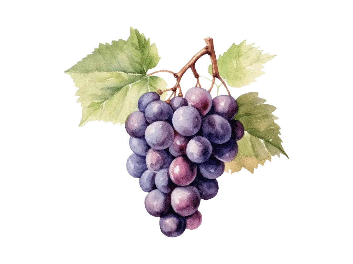 Une grappe de raisins noirs et violets, avec des feuilles vertes. Ces raisins sont la base du pinot noir, un vin rouge apprécié.