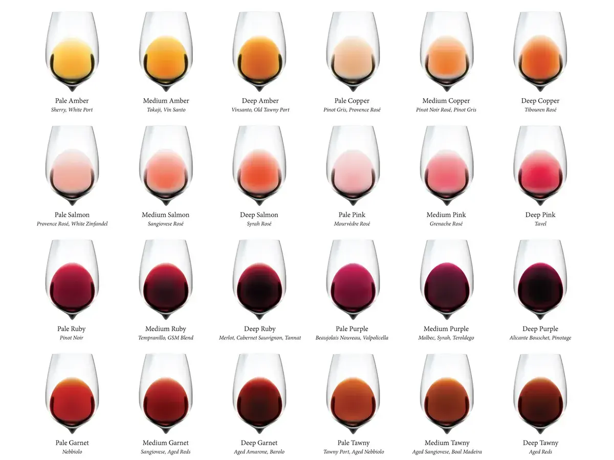 Tableau comparatif des couleurs de vins. Le Pinot Noir Rosé présente une couleur cuivrée moyenne, une nuance parmi d'autres.