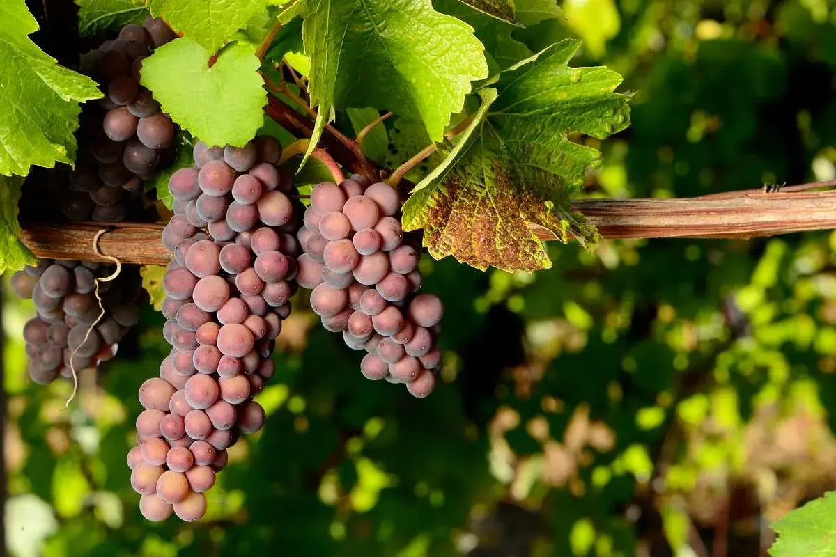 Grappes de Pinot Gris rosées, distinctes du Pinot Blanc. Vignes ensoleillées.