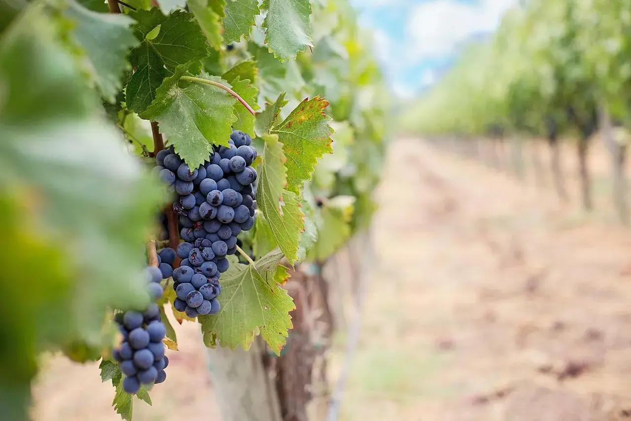 Grappes de cépage mourvèdre mûres sur une vigne, avec une rangée de vignes floue en arrière-plan.
