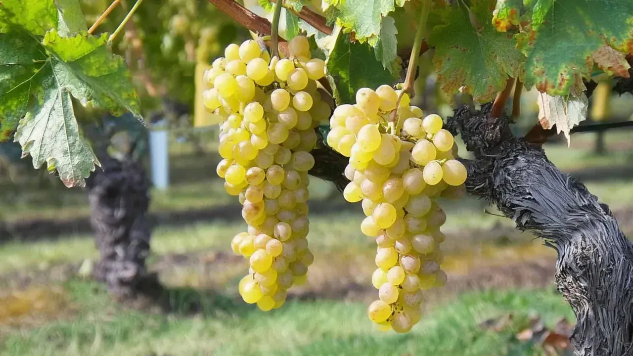 Grappes de raisins blancs mûrs, prêtes à devenir un délicieux vin blanc muscat.