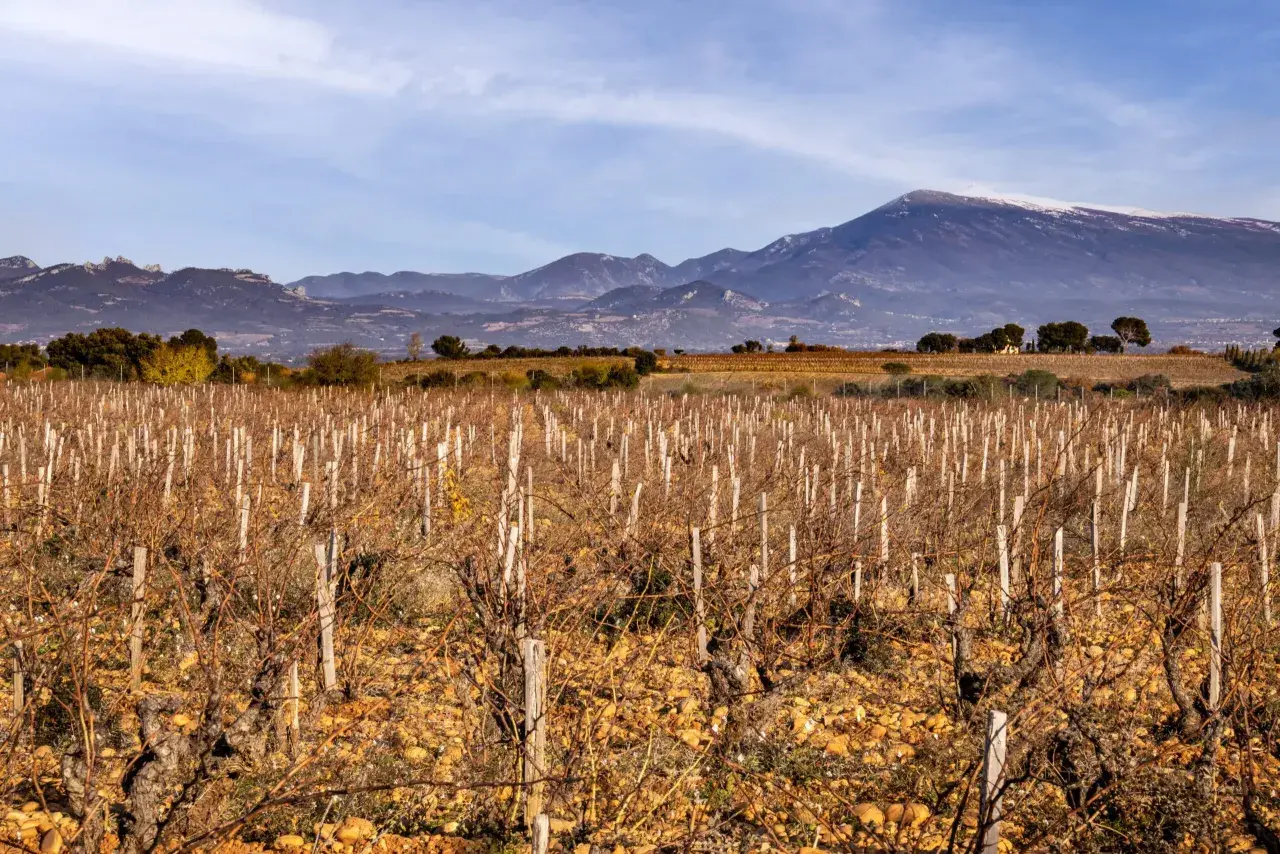 Vignes dénudées au clos du calvaire, sous un ciel bleu, avec des montagnes enneigées en arrière-plan.