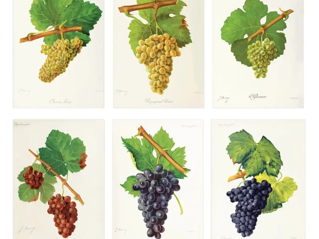 Six illustrations de grappes de raisin : Chenin blanc, Piquepoul blanc, Sylvaner, et trois autres. Ces images montrent la diversité des cépages en France.