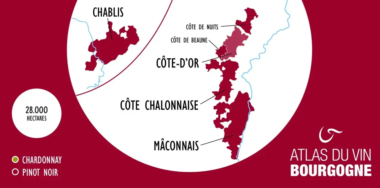 Carte des vignobles de Bourgogne, montrant Chablis, Côte d'Or, Côte Chalonnaise et Mâconnais. Le Chardonnay est roi pour le vin de Bourgogne blanc.