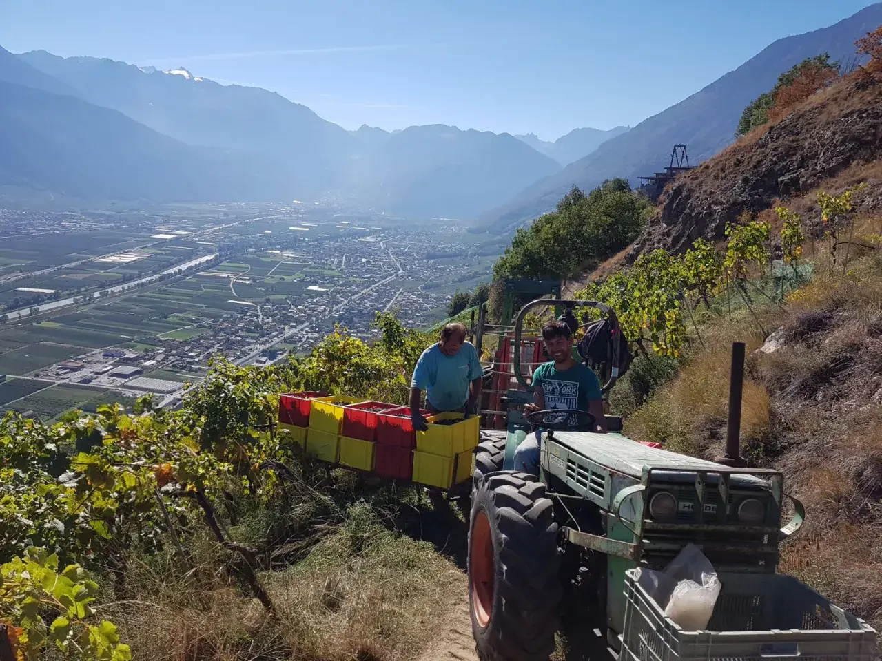 Vendange au domaine de Beudon. Un tracteur vert transporte des caisses de raisins, avec un paysage de vallée et de montagnes en arrière-plan.
