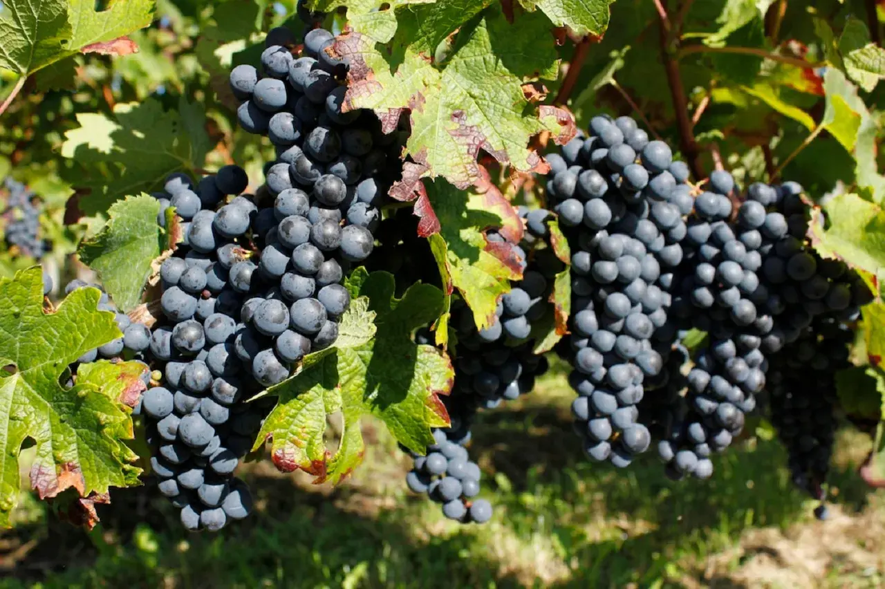 Grappes de raisin merlot mûres sur la vigne, évoquant l'origine de ce vin rouge apprécié.