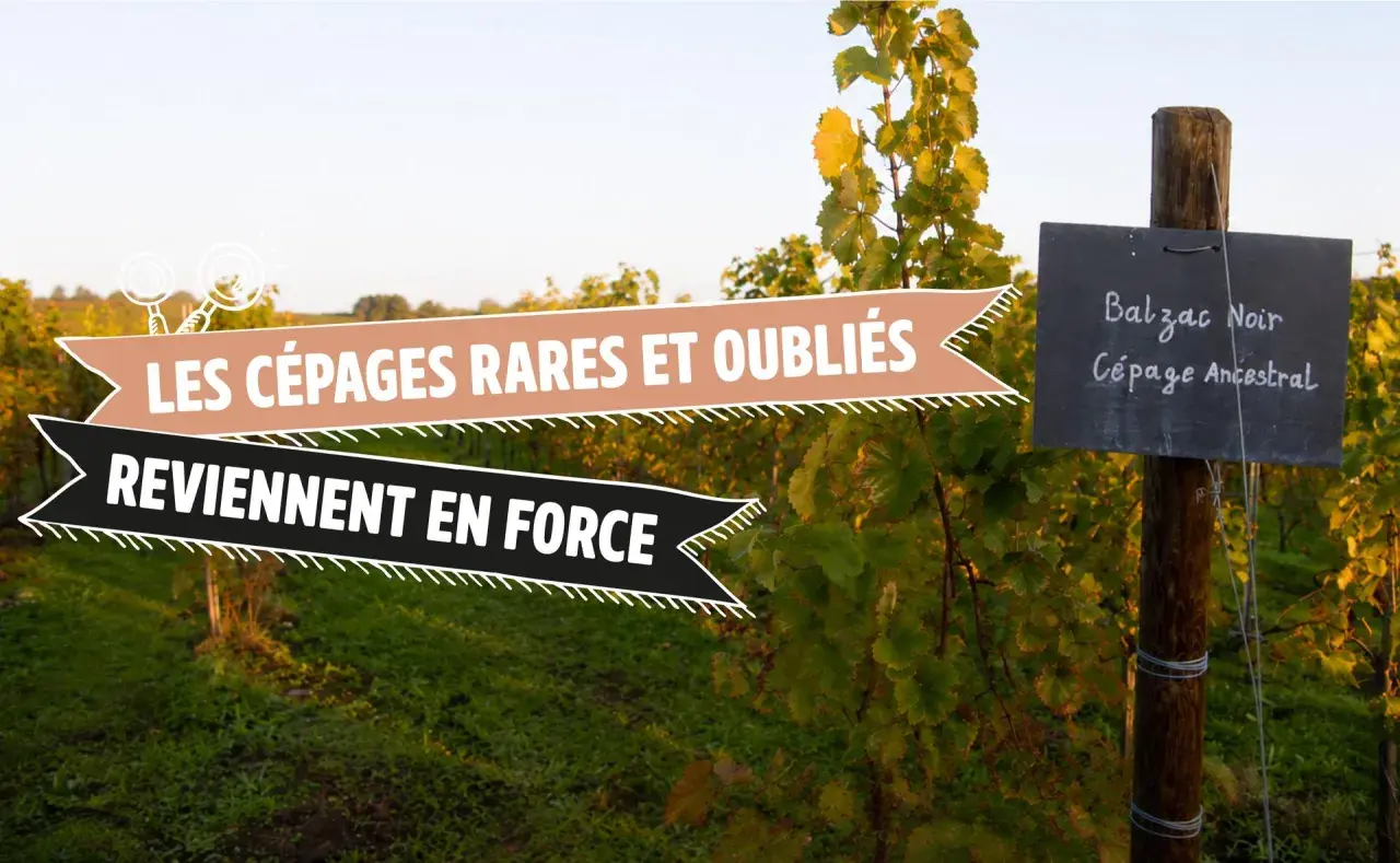 Vigne avec pancarte "Balzac Noir, Cépage Ancestral". Les cépages rares et oubliés reviennent en force.