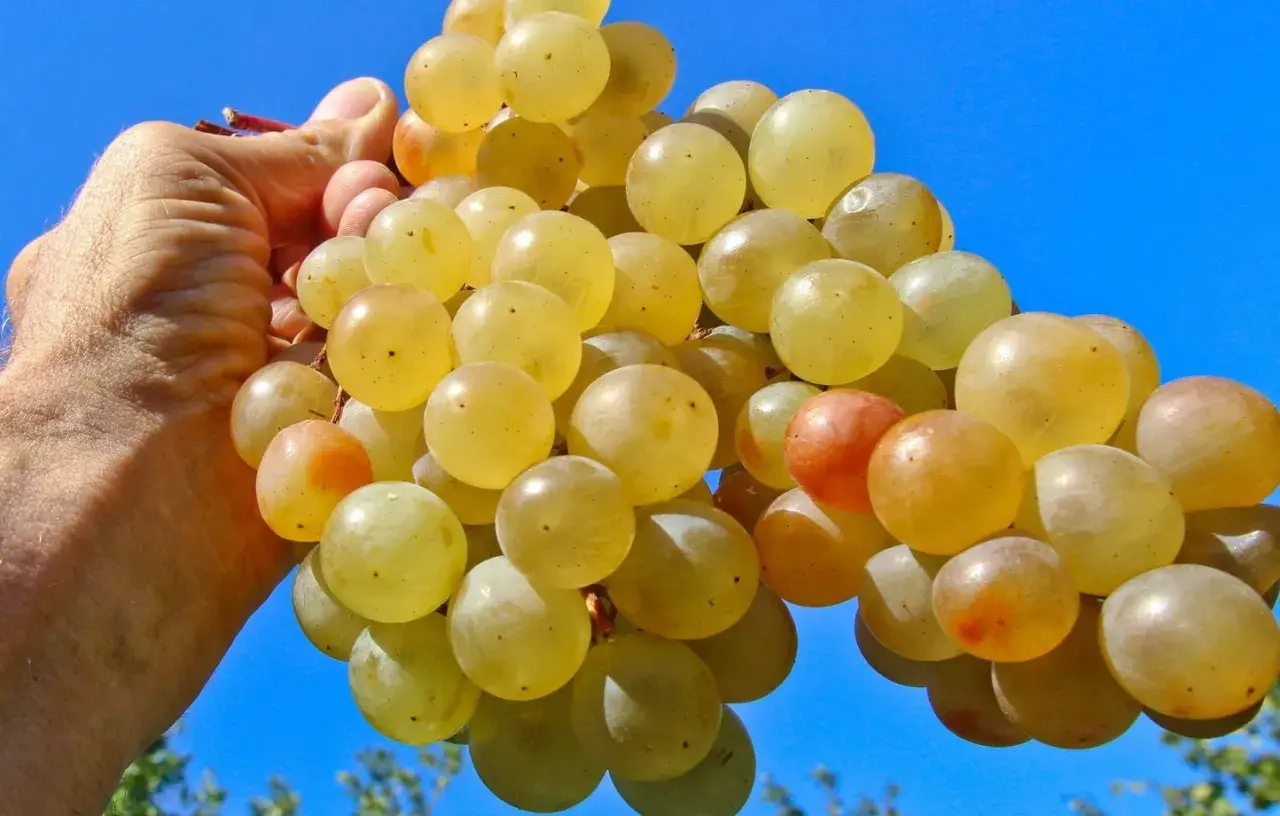 Une main tient une grappe de raisins blancs, certains rosés. Peut-on faire du vin rouge avec du raisin blanc ? La réponse est non, mais ces raisins sont parfaits pour un vin blanc fruité.