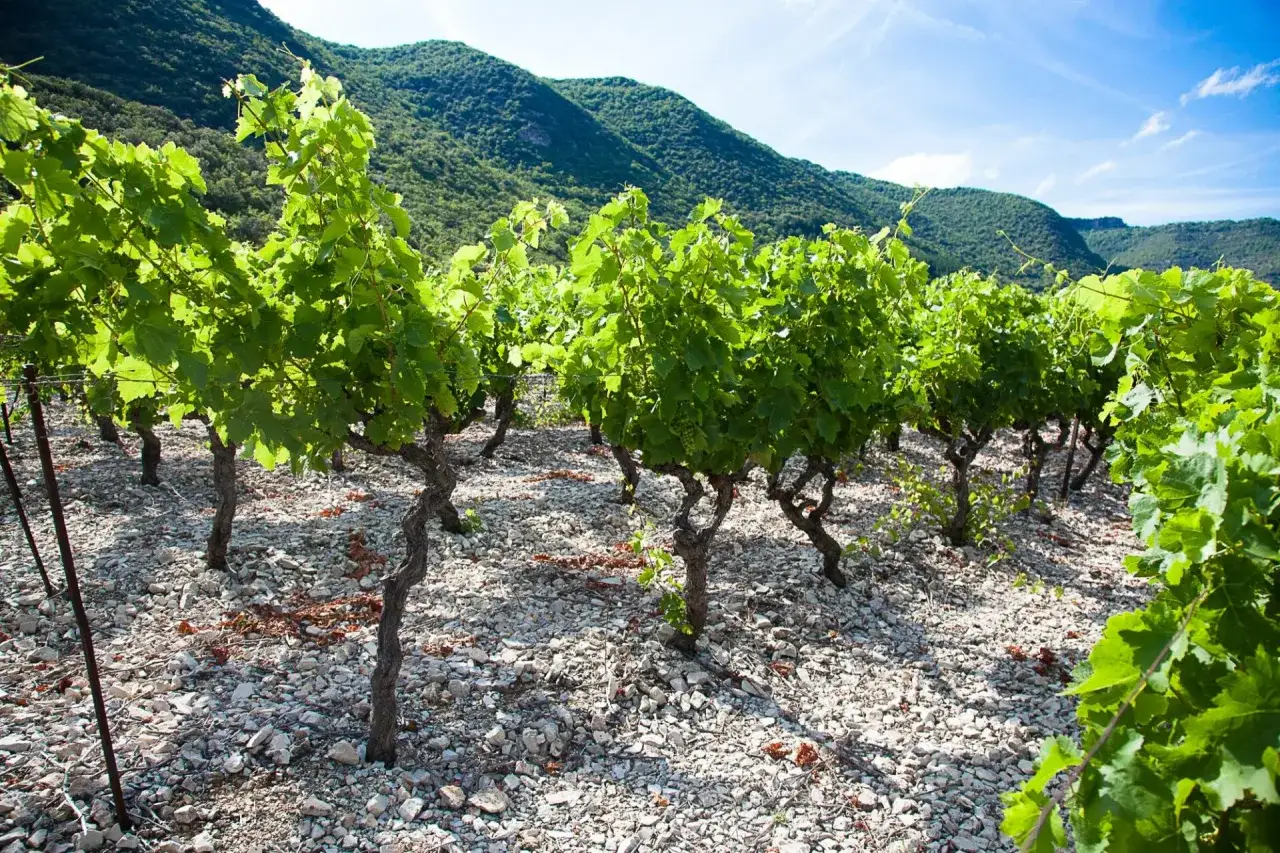 Vignes verdoyantes sur un sol caillouteux, avec des collines en arri&egrave;re-plan, &eacute;voquant la beaut&eacute; des paysages de Castel Saint Priest.