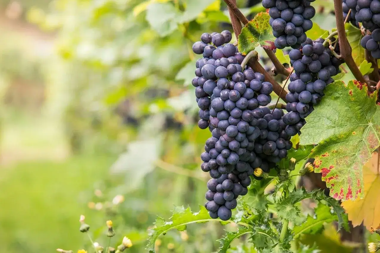 Grappes de pinot noir m&ucirc;res, aux caract&eacute;ristiques typiques de la vari&eacute;t&eacute;, pr&ecirc;tes &agrave; &ecirc;tre r&eacute;colt&eacute;es dans un vignoble verdoyant.