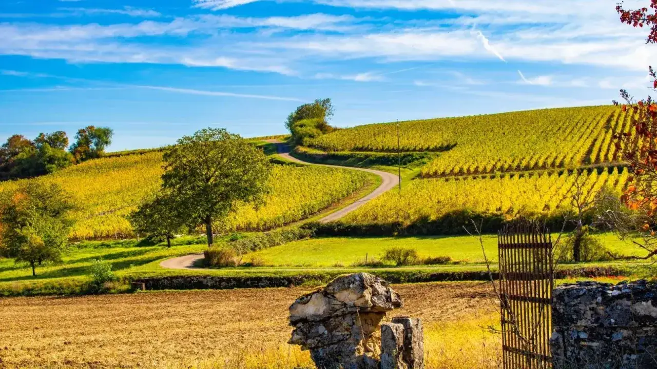 Paysage vallonn&eacute; de Bourgogne sous un ciel bleu, avec des vignes aux couleurs d'automne. Les c&eacute;pages de Bourgogne promettent un futur mill&eacute;sime.