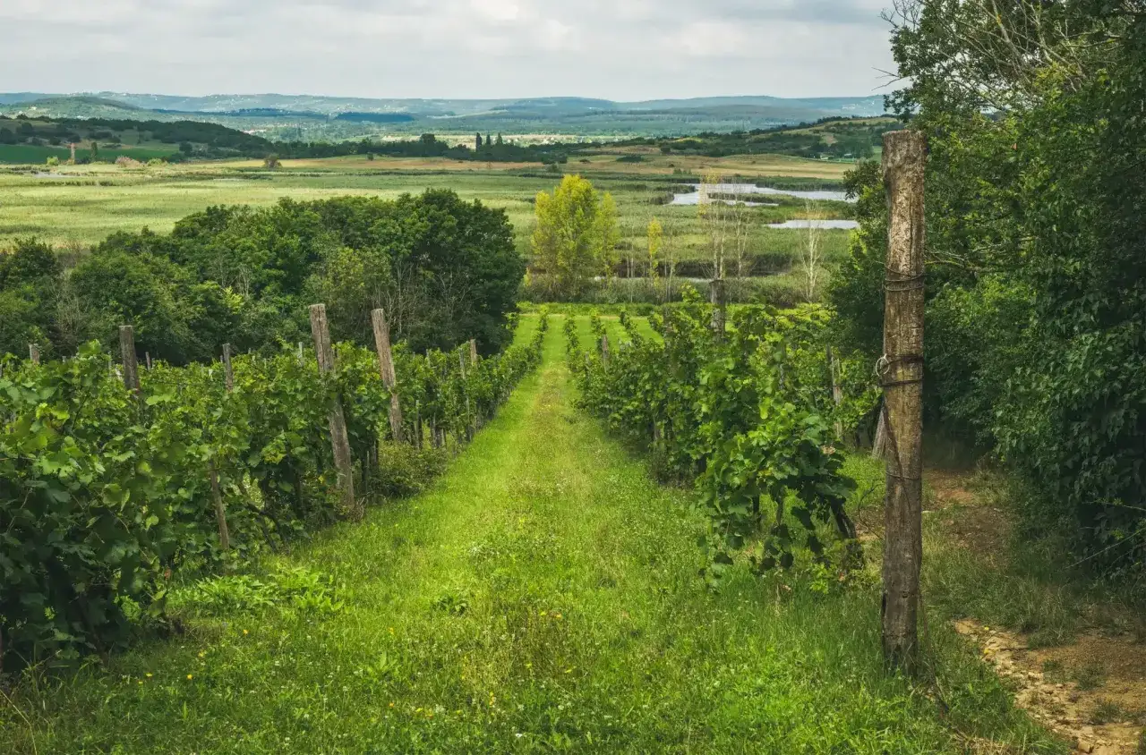 All&eacute;es verdoyantes dans un vignoble hongrois, menant vers des collines et des plans d'eau.