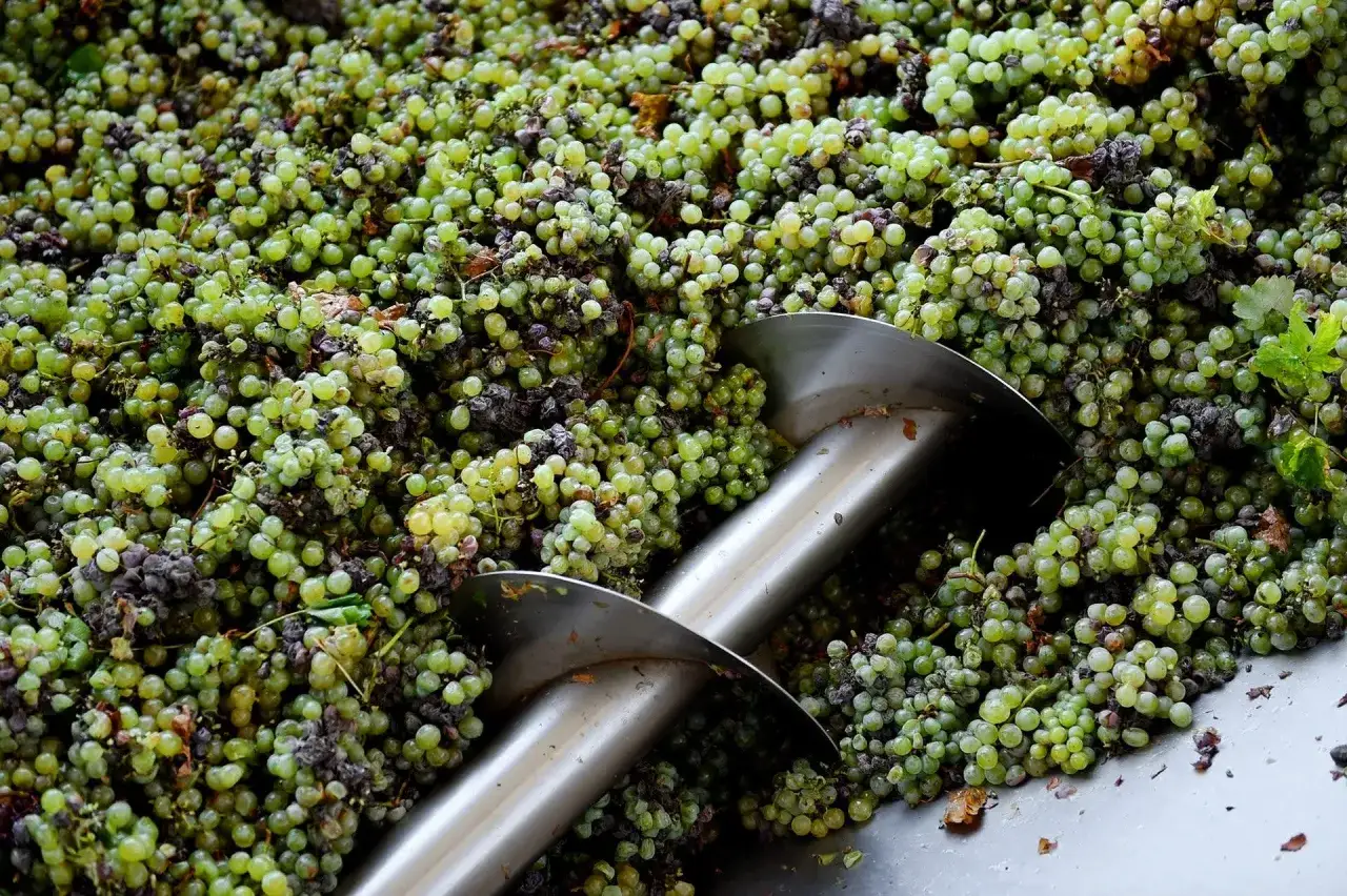 Une cuve remplie de raisins blancs, prêts à être transformés. Peut-on faire du vin rouge avec du raisin blanc ? La réponse est non, mais ces raisins donneront un excellent vin blanc !
