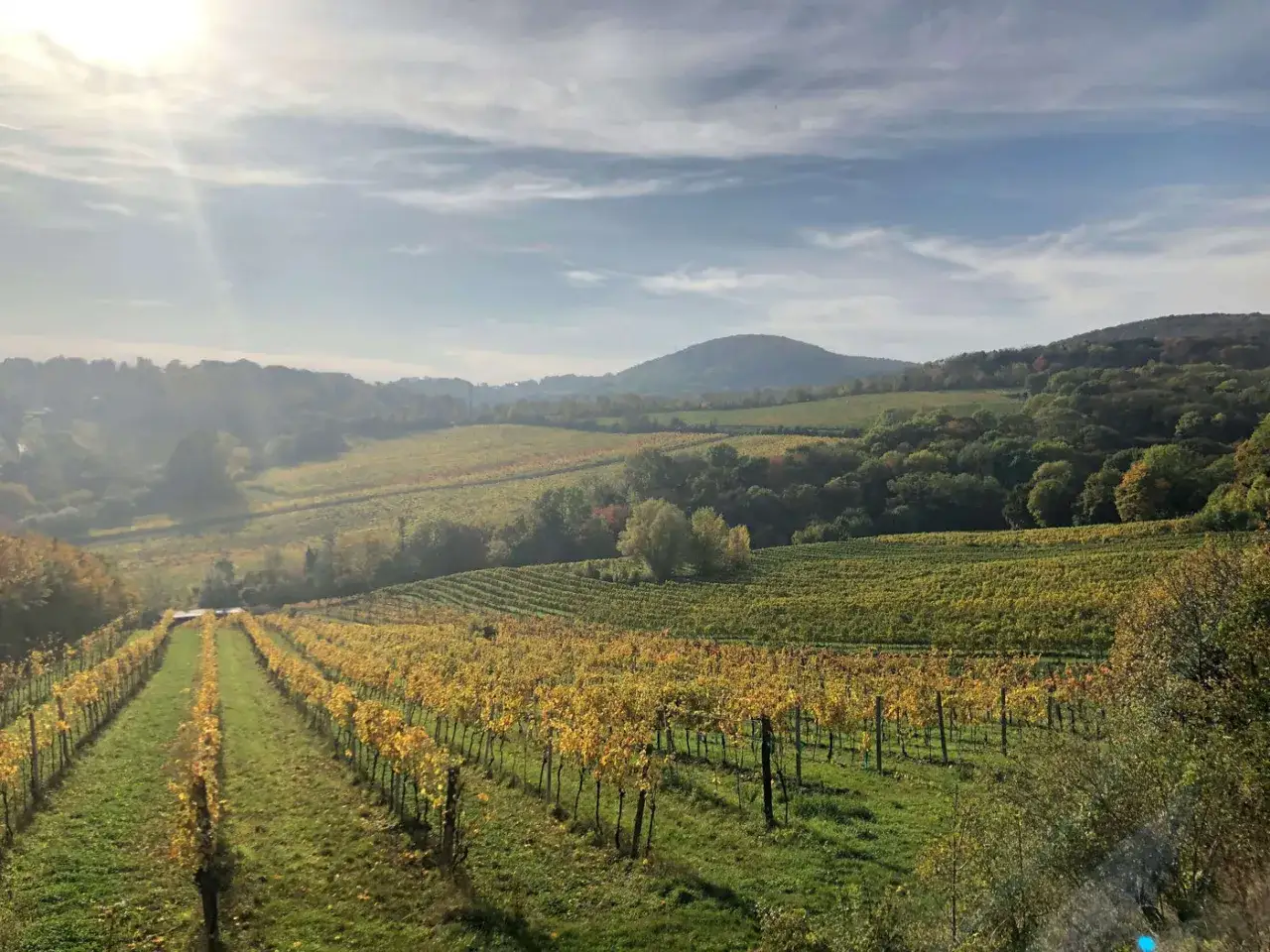 Paysage automnal de vignes dor&eacute;es s'&eacute;tendant &agrave; perte de vue, sous un ciel nuageux. Le domaine Ramonet offre une vue magnifique.