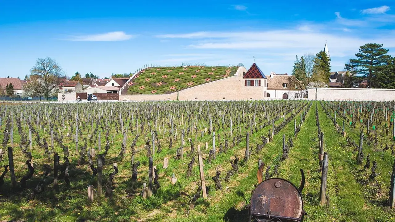 Vignoble au printemps, avec au fond le chai Jean-Claude Boisset, b&acirc;timent moderne au toit v&eacute;g&eacute;talis&eacute;.