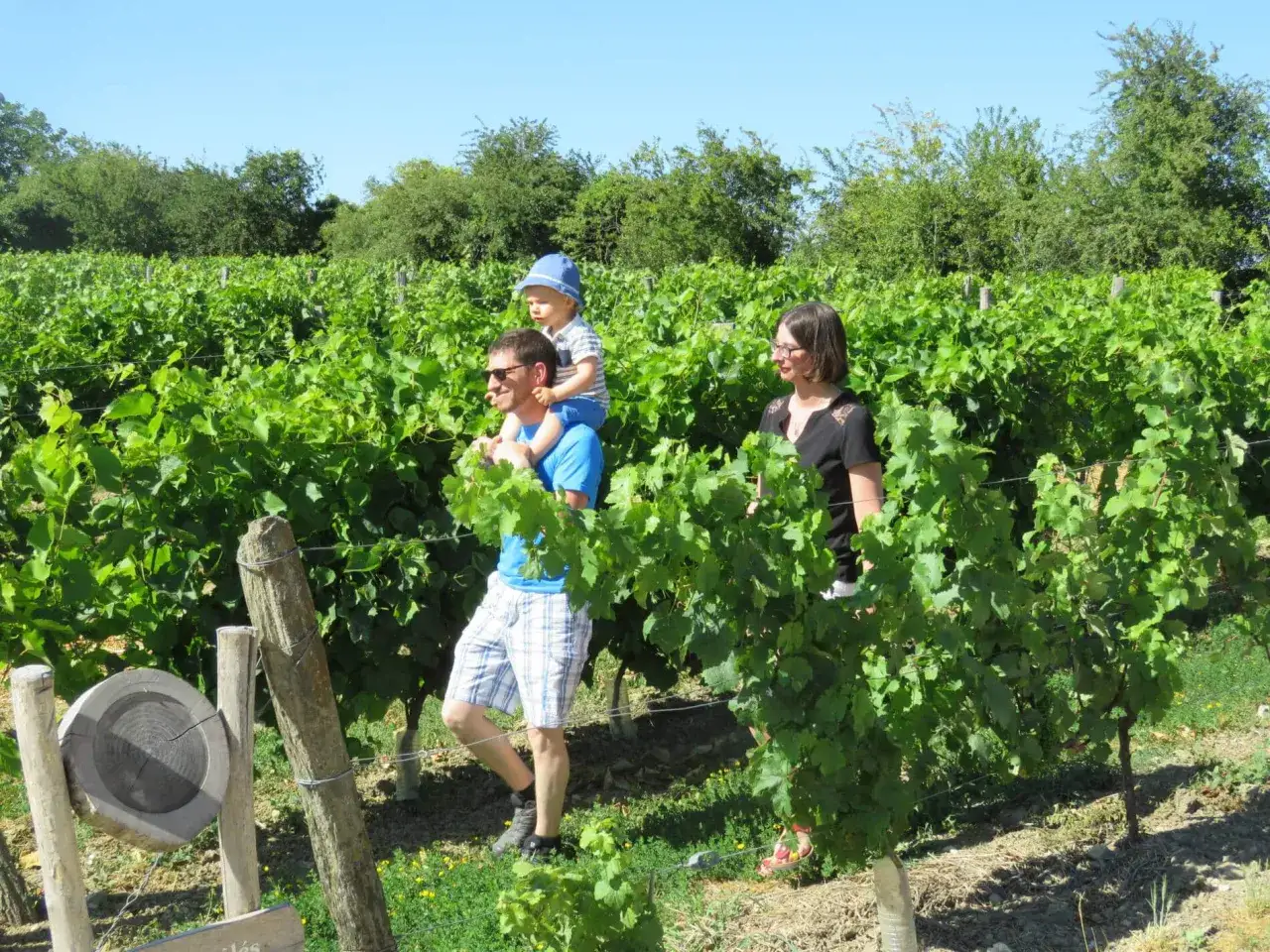 Famille se promenant dans un vignoble, profitant du soleil et de l'air frais, peut-&ecirc;tre en d&eacute;gustant un vin saumur.