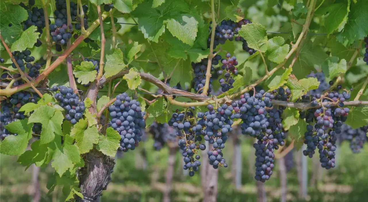 Grappes de raisin noir mûres pendantes sur des vignes luxuriantes, promettant un excellent millésime au domaine Roumier.