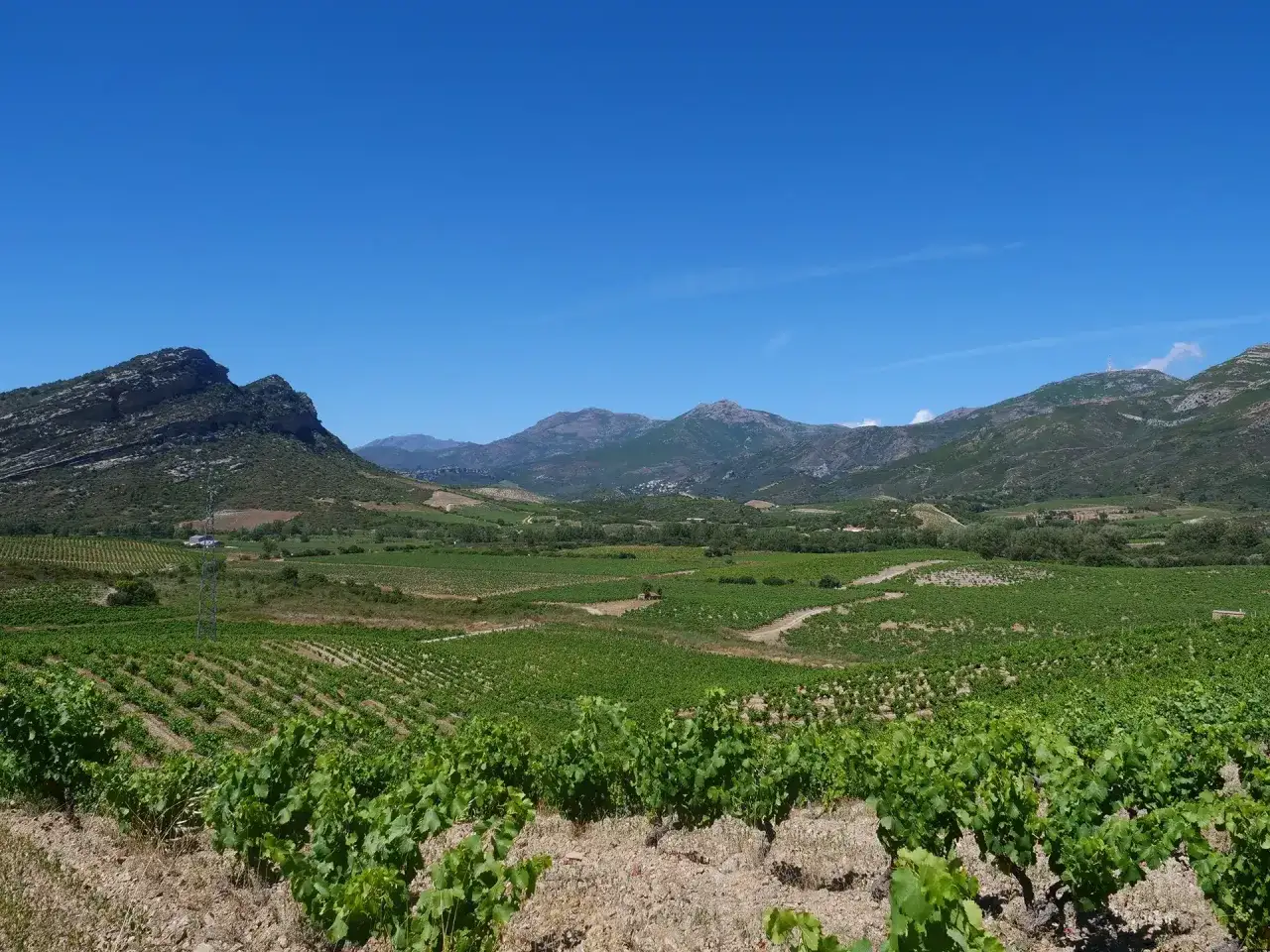 Vastes vignobles verdoyants s'&eacute;tendant &agrave; perte de vue, sous un ciel bleu azur, au c&oelig;ur du domaine Leccia. Montagnes majestueuses en arri&egrave;re-plan.