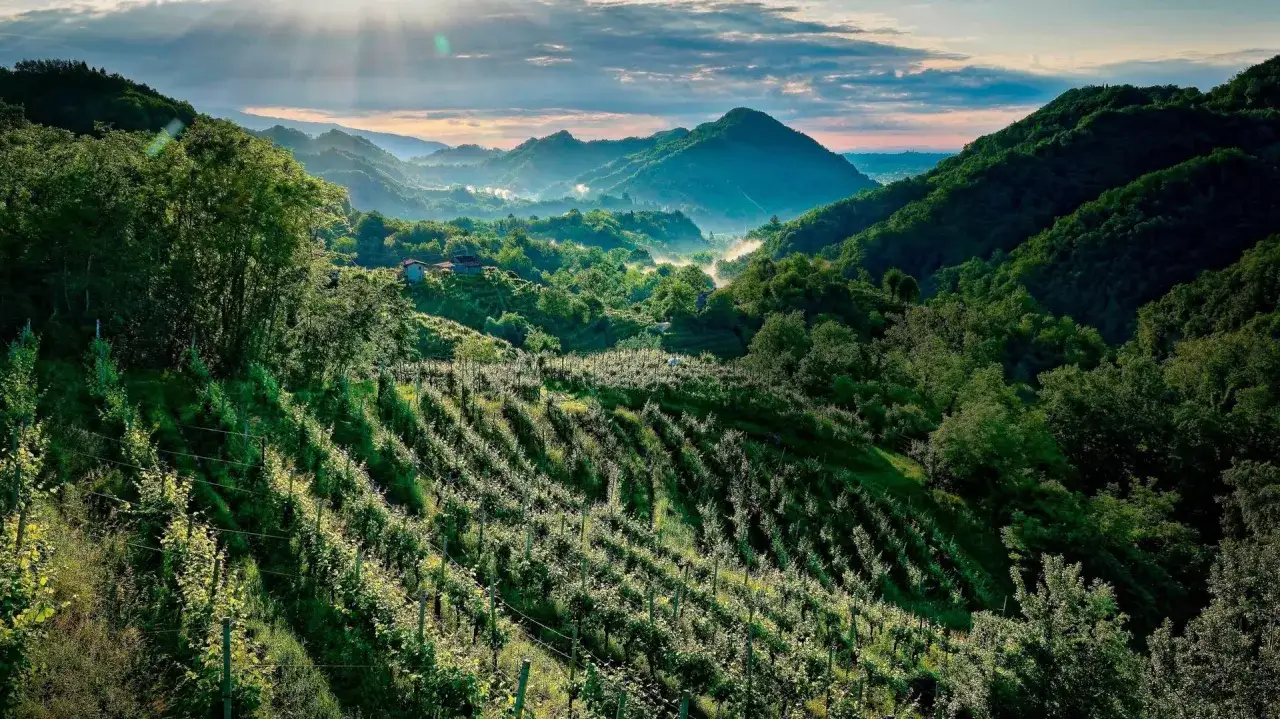 Collines verdoyantes, vignobles en terrasse baign&eacute;s de soleil. Ce paysage &eacute;voque la douceur de vivre et la question : qu'est-ce que le prosecco ?