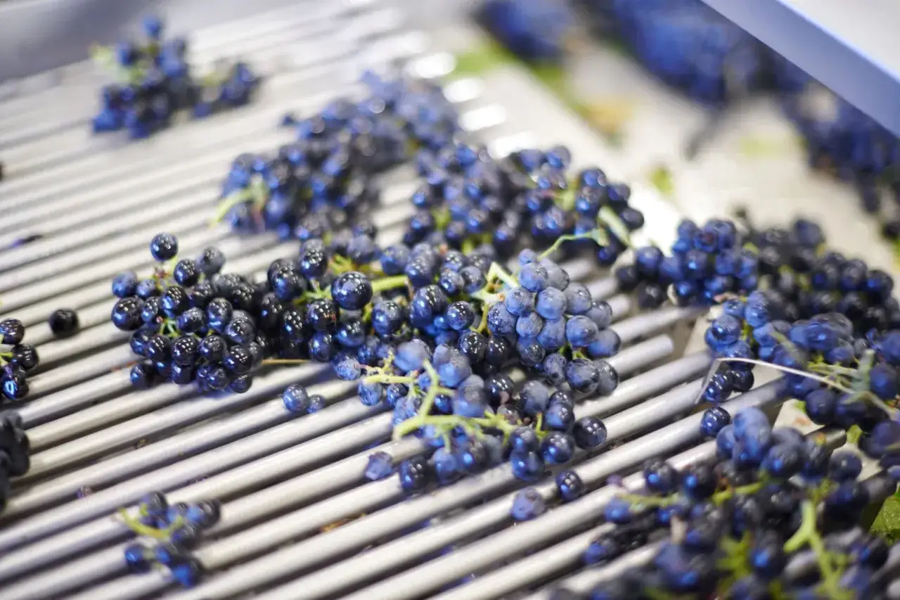 Grappes de raisin noir sur une table de tri, prêtes à être transformées au domaine des Nugues.