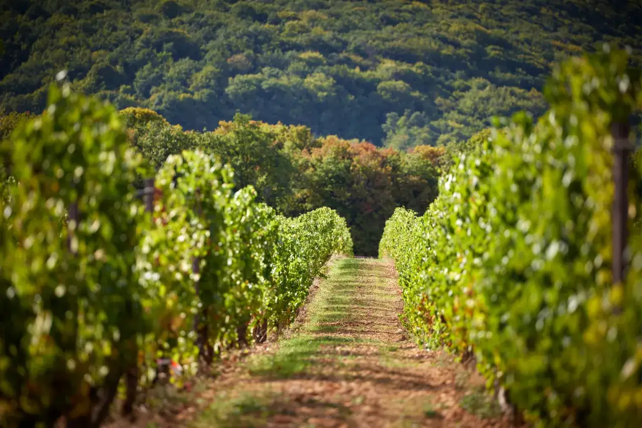 Allée de vignes verdoyantes menant vers une colline boisée, évoquant le domaine gros frère et soeur.